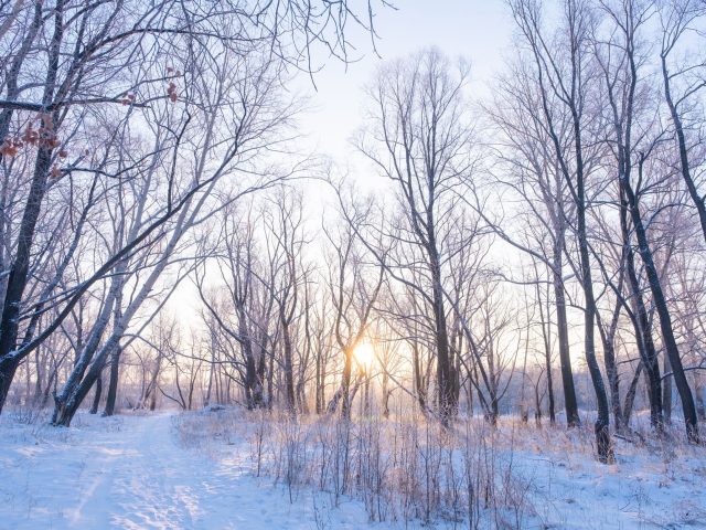 Hiver et allergies : Comment gérer le stress sans se laisser submerger ?